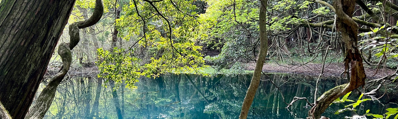 The blue-green waters of Maruike reflect the surrounding foliage.