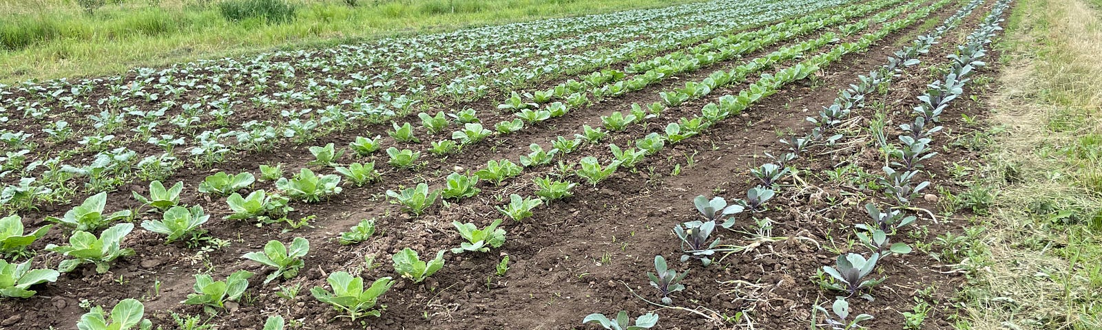 Rows of green vegetables growing in rich brown soil with trees in the far background.