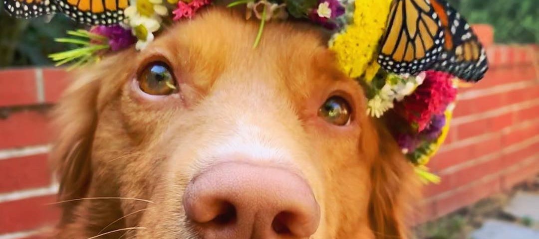 A medium-brown Nova Scotia duck tolling retriever wearing a crown of flowers upon which 3 monarch butterflies are perched.