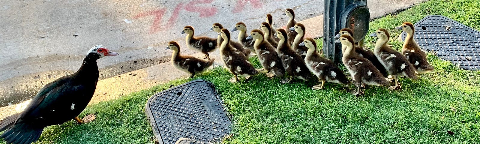 Duck and ducklings