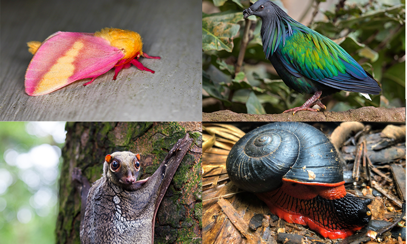 Four unique animals on a grid — a pink and orange moth, a brightly colored bird, a red and black snail, and a strange bat