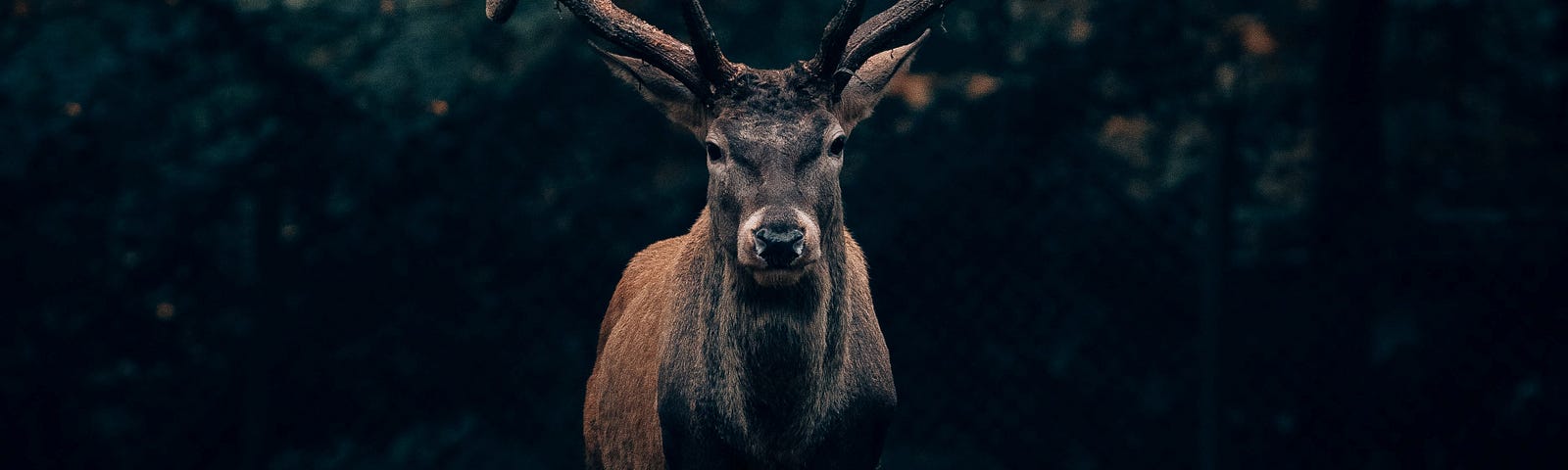 A moose in the woods in the evening starting right at the camera.