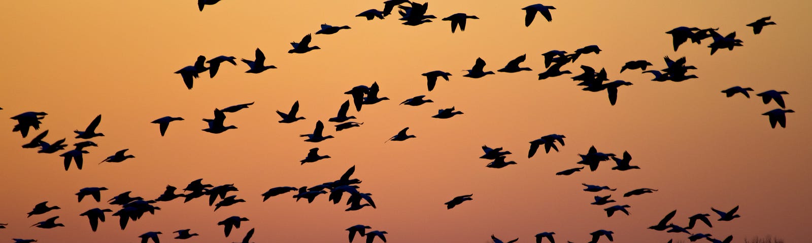 birds flying across a setting sun.