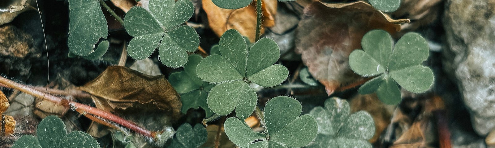 Three leaf clovers nestled in a bunch, surrounded by dead leaves.