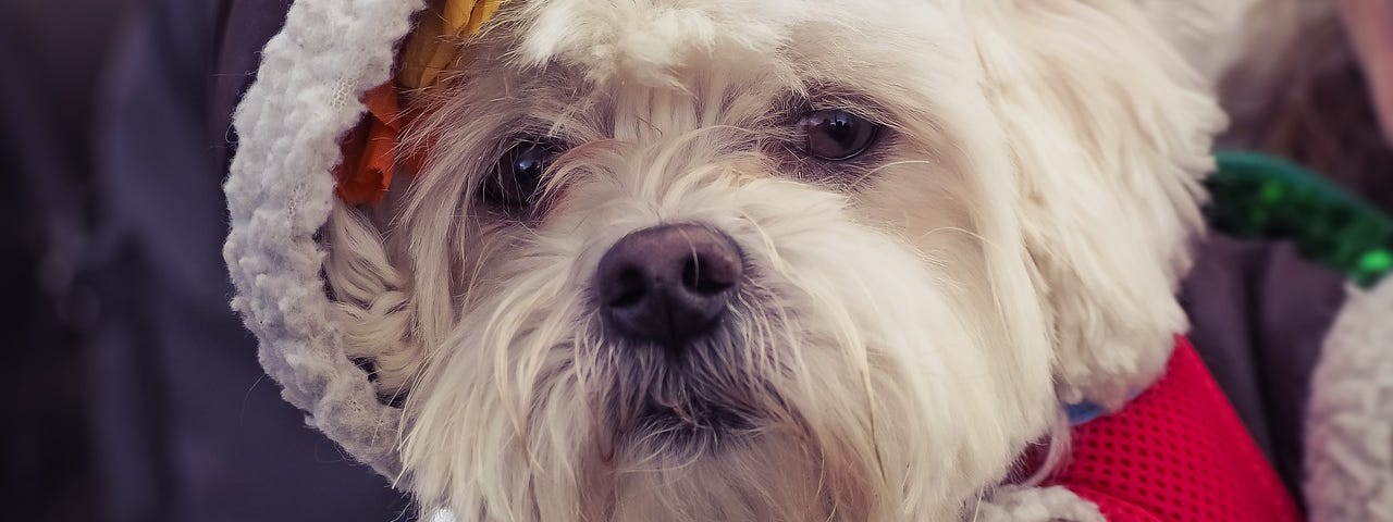 A Westie wearing a fleece hat lined with with rainbow flowers.