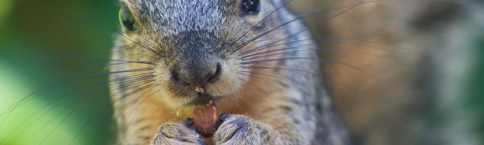 Squirrel eating an almond