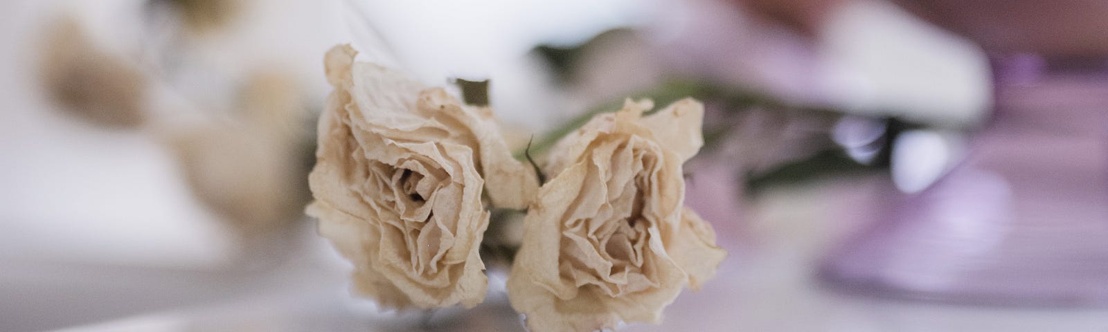 Love is a rose | two dried roses, pink candles, reflections | © pockett dessert