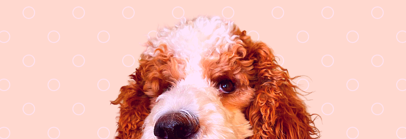 “Peach”, the author’s poodle