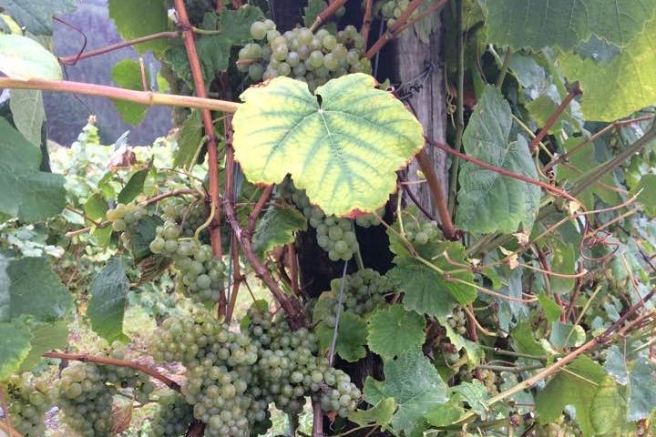 Hondarrabi Zuri grapes ready for harvest. Photo by Author.