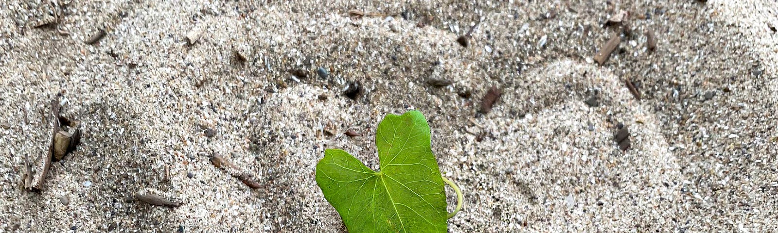 playing in the sand | heart-shaped leaf, hand-drawn concentric hearts made of sand, sand art, beach, sunshine | nature photography | © pockett dessert