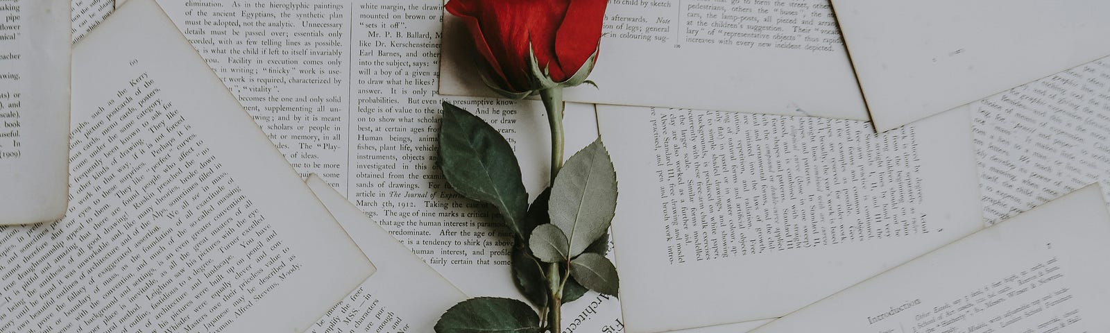 a red rose against pages of a book