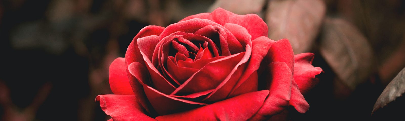 An image of a red rose in bloom.