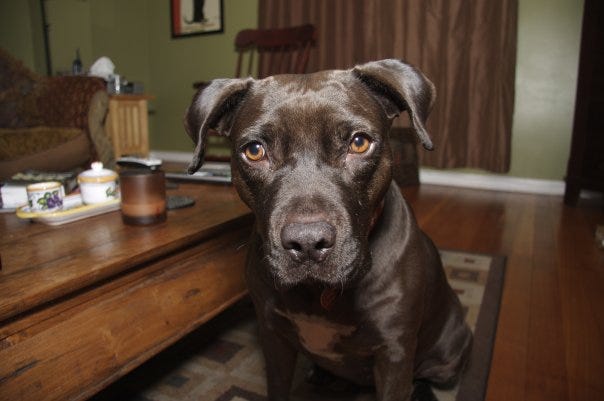 A chocolate Labrador in a living room.