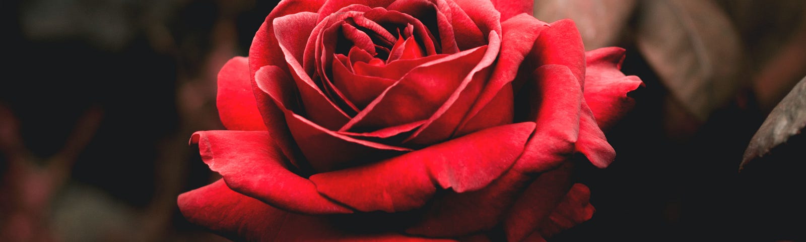 An image of a red rose in bloom.