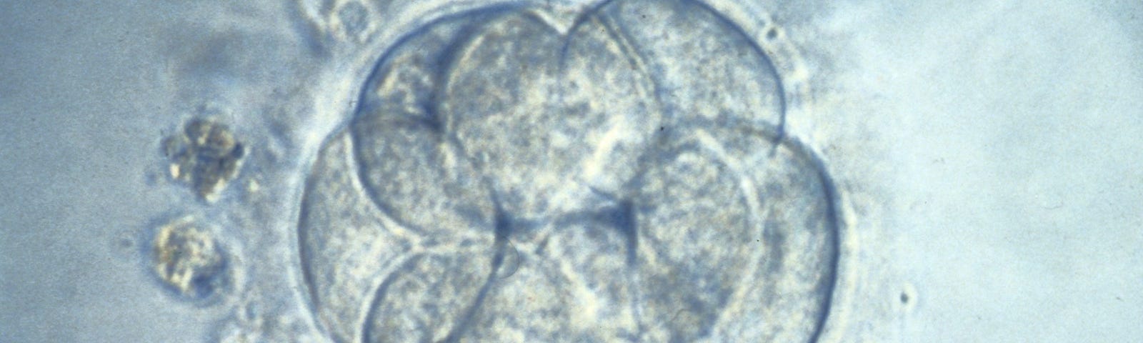 Human eight cell embryo for IVF selection.