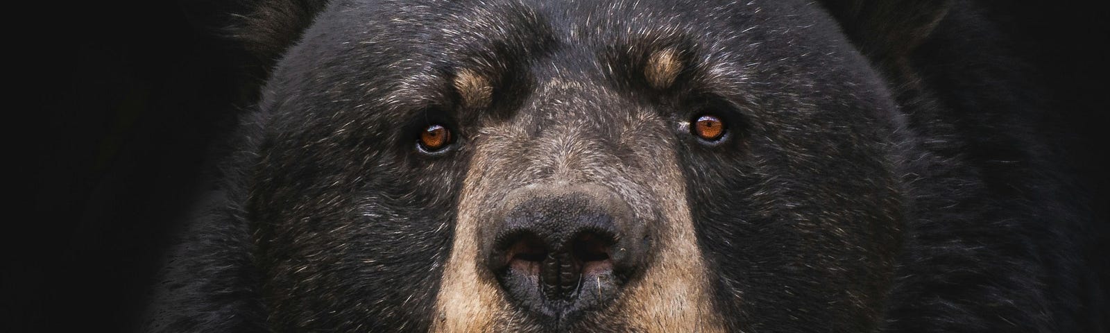 bear