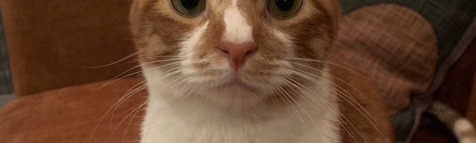 An orange and white cat sitting on a leather couch stares into the camera.