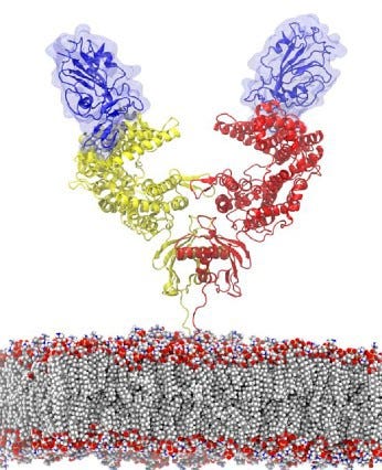 A molecular dynamic simulation of spike proteins from the SARS-COV-2 virus binding to a human ACE2 receptor.