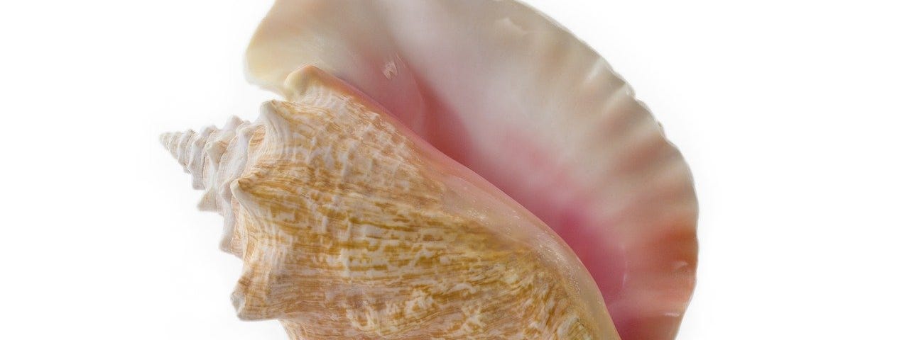 Beautiful queen conch shell sitting alone on a white background