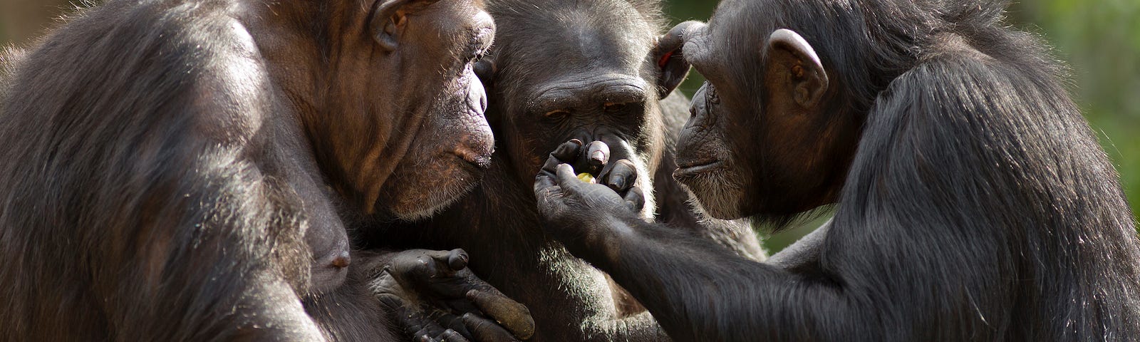 A chimpanzee holds up a piece of fruit for two other chimps to examine.