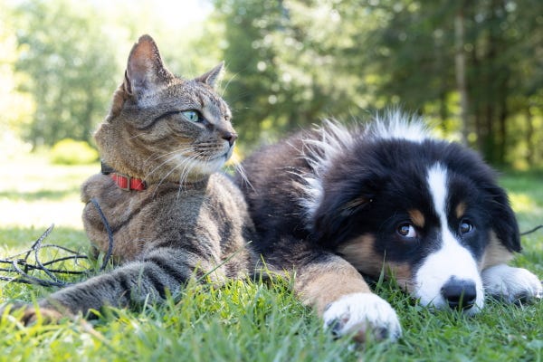 behavioural problems in pets