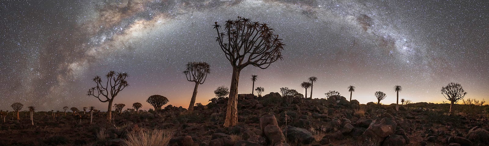 A fine art photograph of a starry sky and the silhouettes of beautiful and almost alien trees