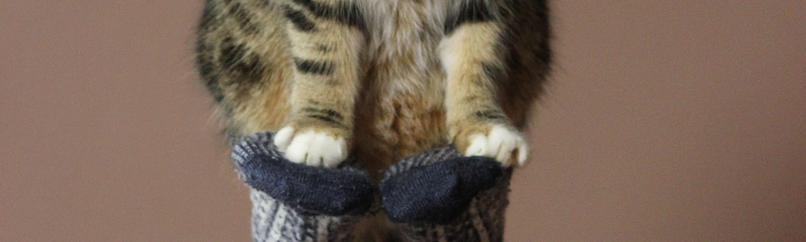 A fluffy brown cat sitting on the soles of two socked feet held in the air.