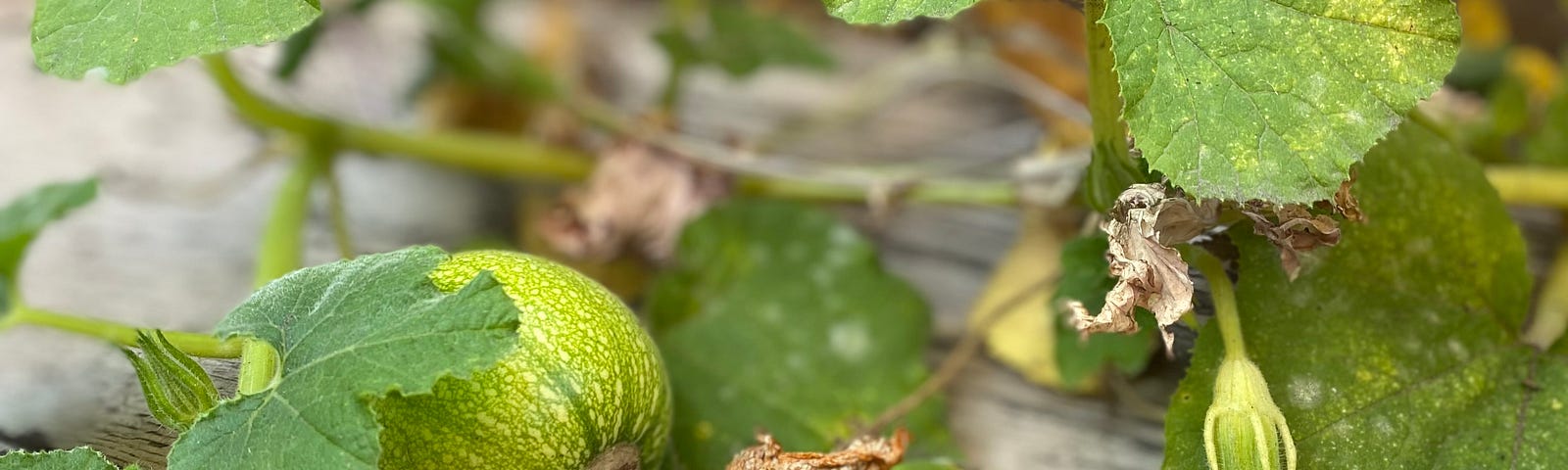 A small, green pumpkin with a pumpkin blossom above it.