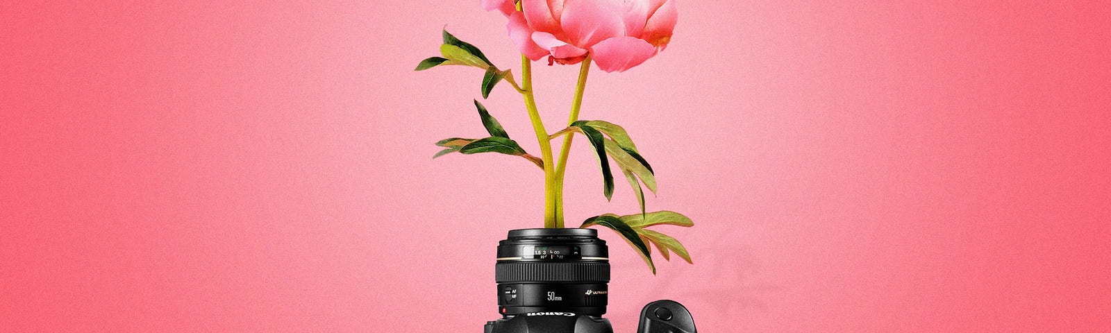 A flower grows from the lens of a Canon camera.