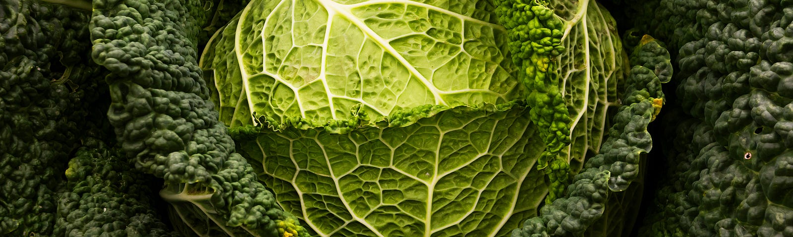 A large, crisp, dark green head of cabbage.