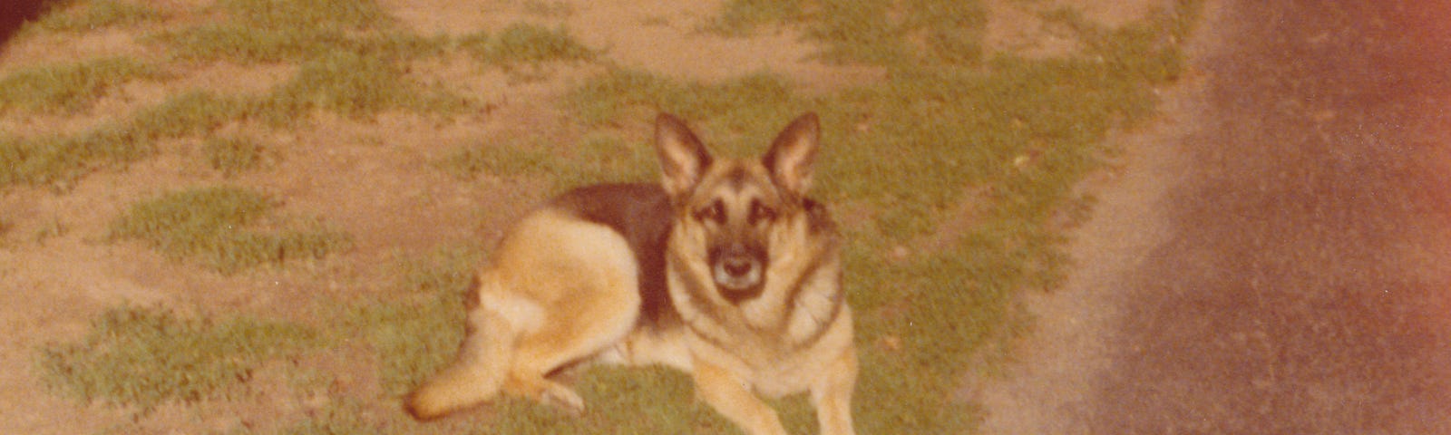 Vintage photograph of a German shepherd dog.