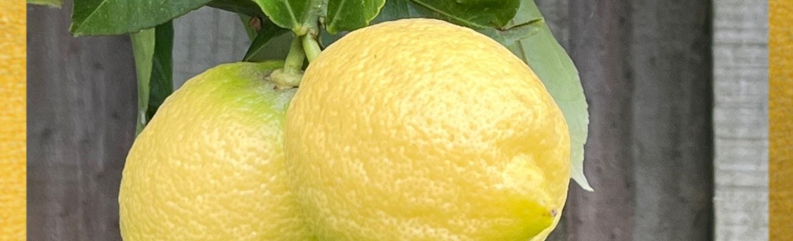 A close-up of three lemons on a lemon tree with the word, Lemon, superimposed across the top.