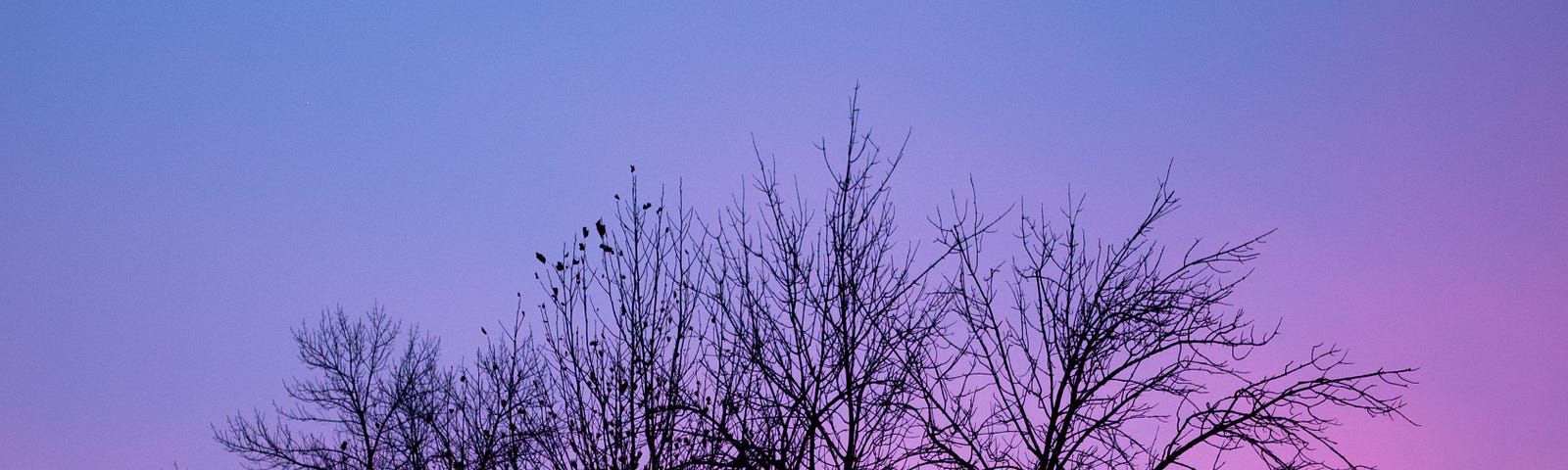 sunrise, a new day, bare winter branches | nature photography | © pockett dessert, new day