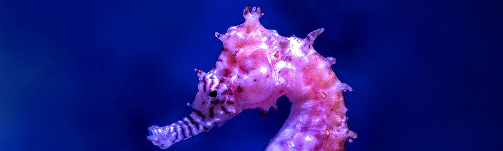 A pink seahorse floating in water