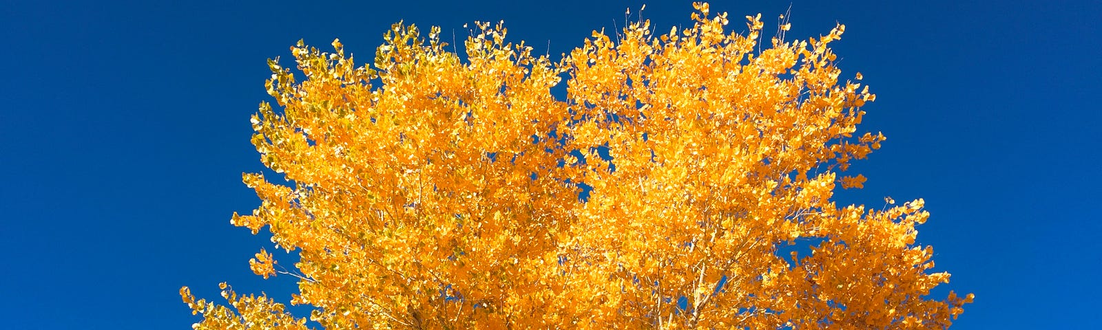 A photo of a tree with yellow leaves. This photo was taken on Navajo Nation.