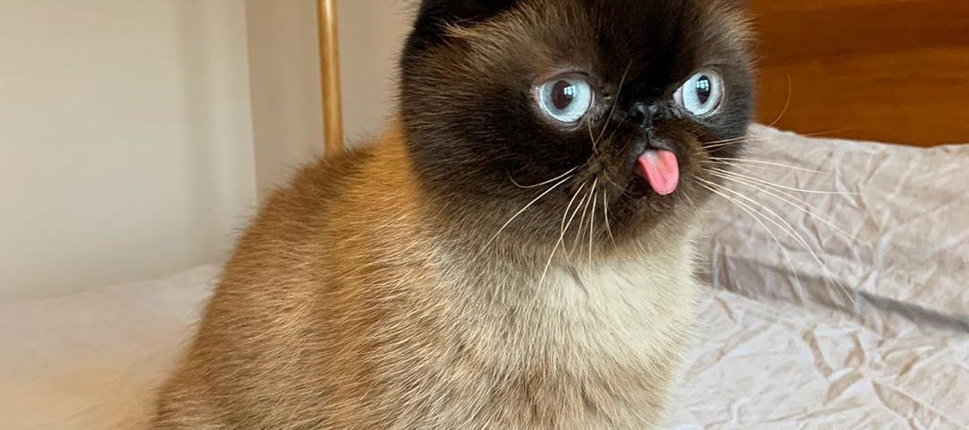 A Siamese cat with a flat face and blue eyes, sticking its tongue out.