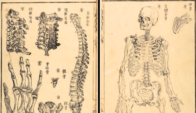 Illustrations of human bones from Kaitai Shinsho.