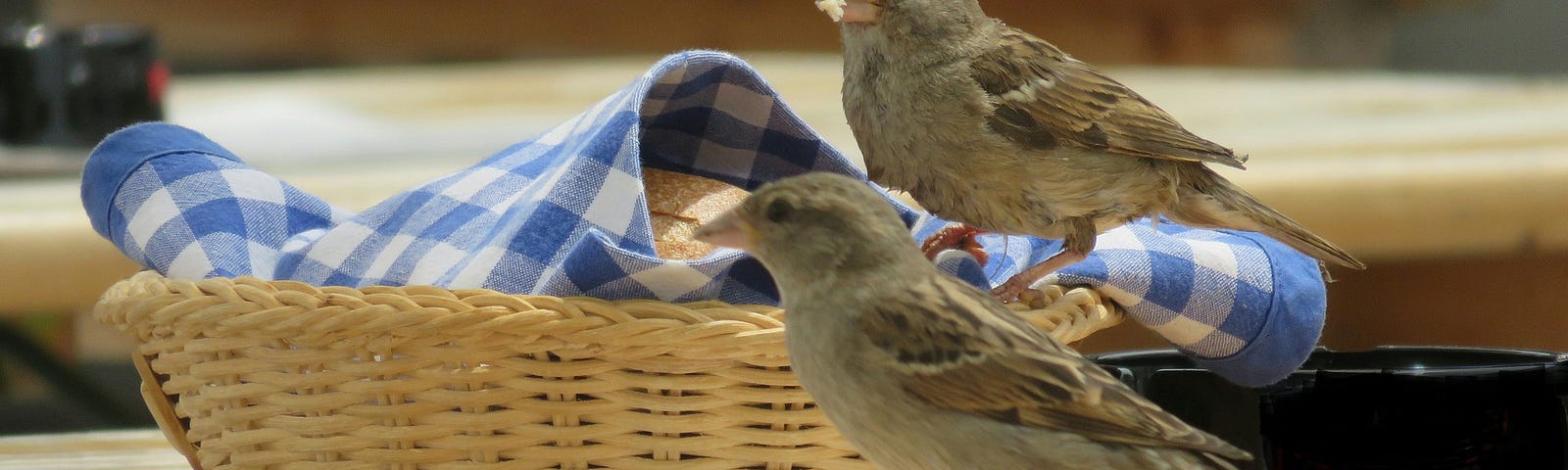 two sparrows standing beside a basket of bread with a blue checkered cloth on top