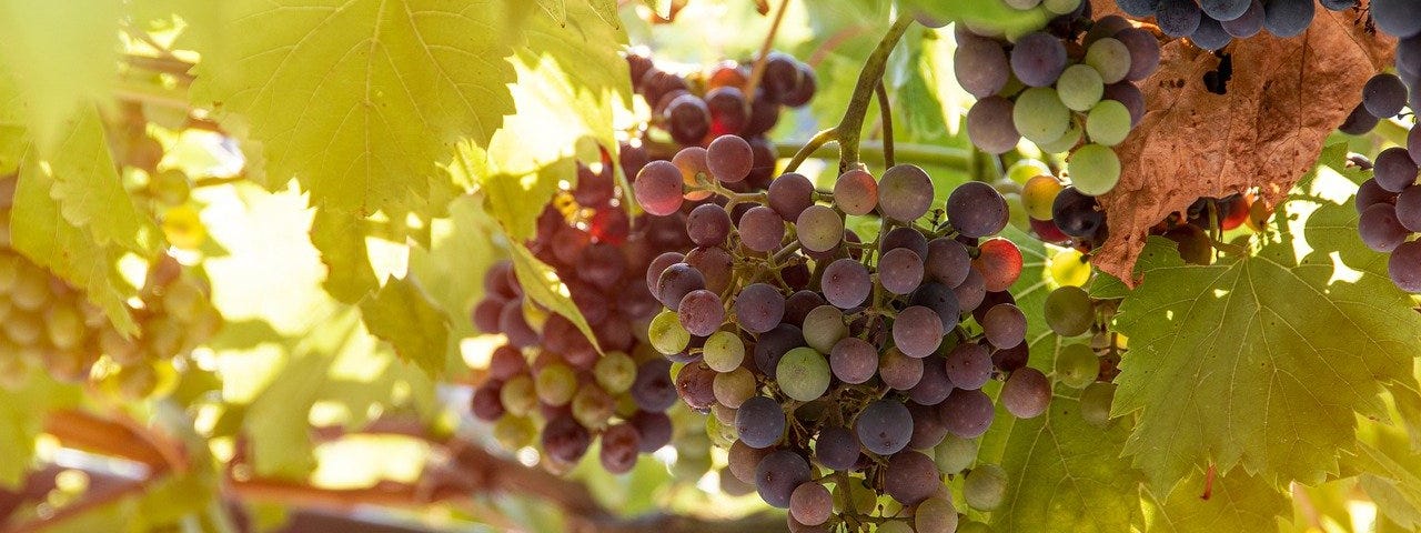 Beautiful bunches of grapes, with the bunch in the foreground turning from green to red, nestled in a sun-dappled leafy green background.
