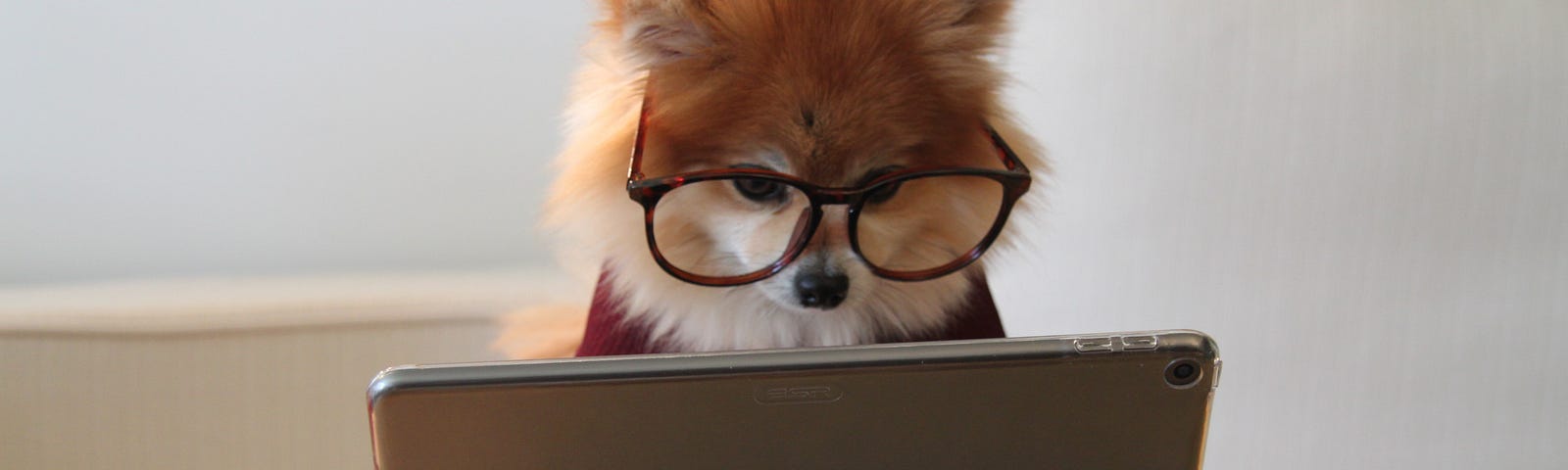 A dog wearing glasses sitting in front of an Ipad.