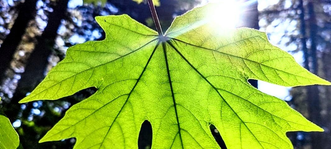 Single large green leaf illuminated by the sun. The Bigleaf Maple (Acer macrophyllum), also known as the Oregon maple, is a deciduous, long-lived tree native to the Pacific Northwest.