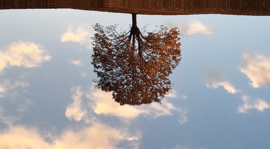 tree upside down