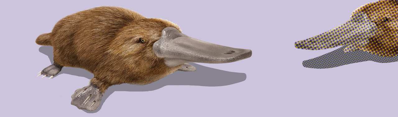 A platypus isolated on a purple background, facing another platypus that has had a halftone pattern overlaid on it.
