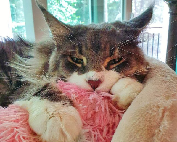 A sleepy brown Maine Coon with a white nose and paws lounging in a cat bed in front of a sliding glass door.