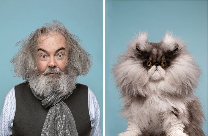 On the left, an older gentleman with unkempt hair and a gray scarf; on right, a gray and black cat with a similar expression