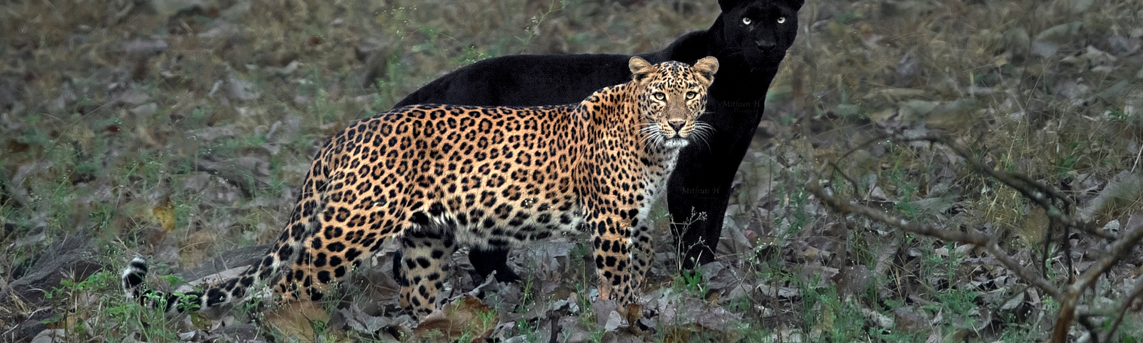 A leopard standing about a foot away from a black panther in the wild.