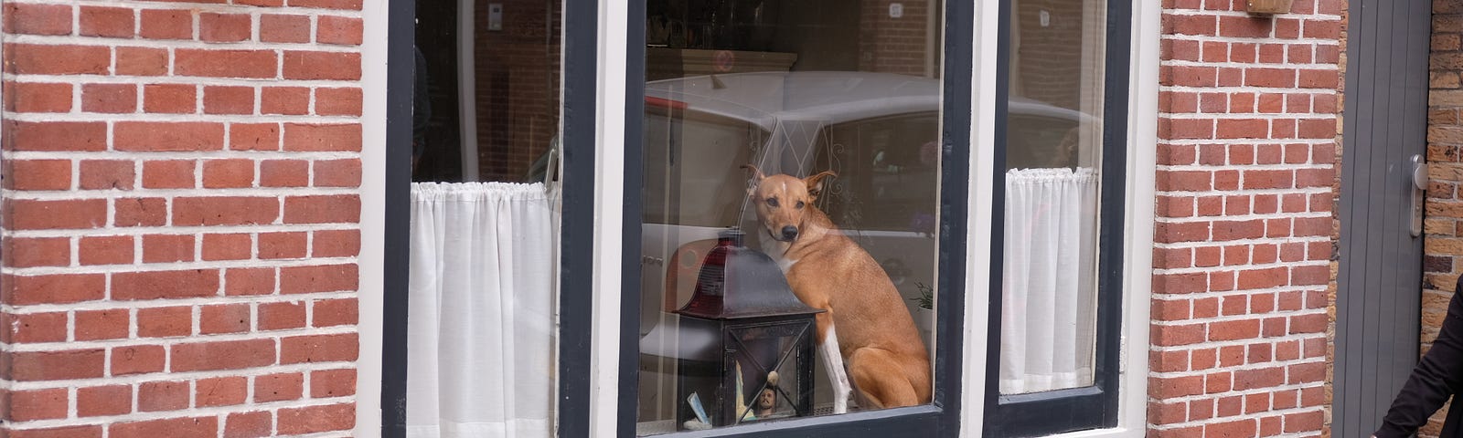 A dog sitting in a large window in a red-brick house, as seen from outside.