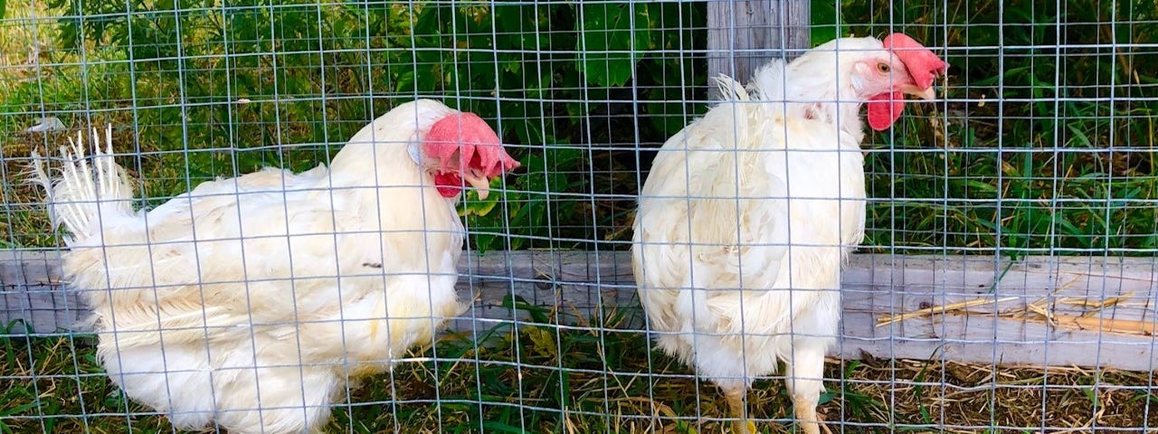 Two white chickens with bright red head combs stand behind a wire mesh fence.