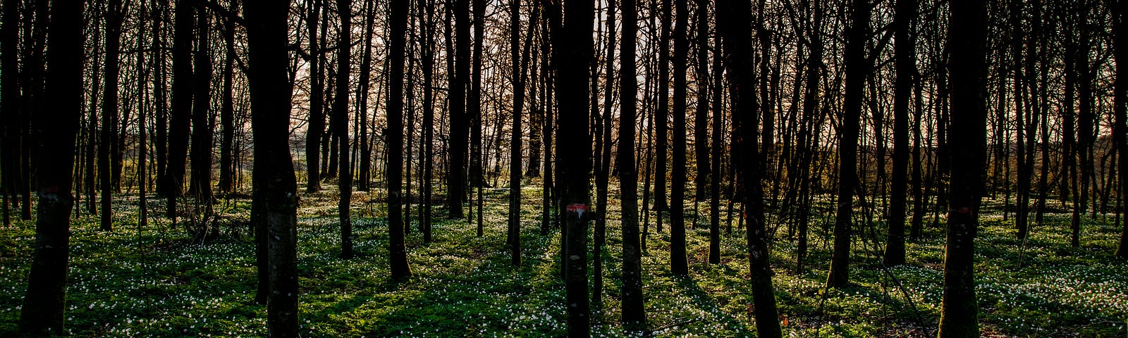 As the sun comes up, dry trees in a forest blanket a semi-dark scene.