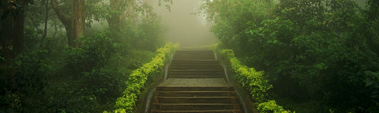 Ancient steps leading into a lush forest with mist